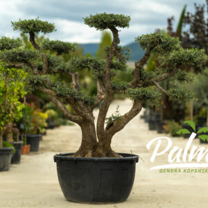 Olea Europaea Pon Pon