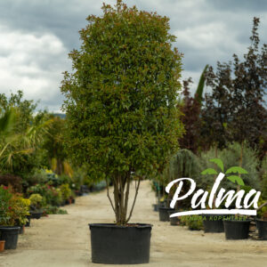 Photinia Fraseri Red Robin