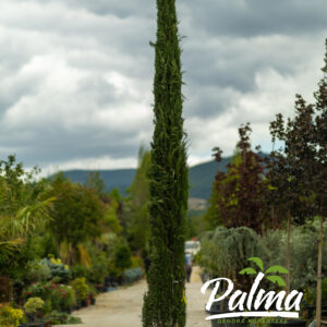 Cupressus Sempervirens Pyramidalis