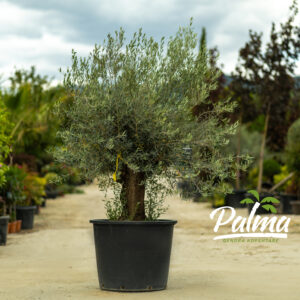 Olea Europaea Bonsai