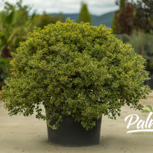 Ilex Aquifolium Varigata