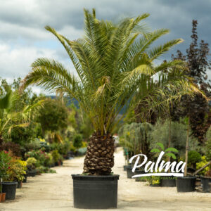 Phoenix Canariensis