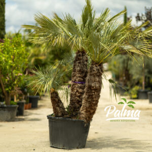 Chamaerops Humilis Cerifera