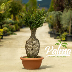 Lagerstroemia Indica