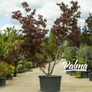 Acer Palmatum Bloogood