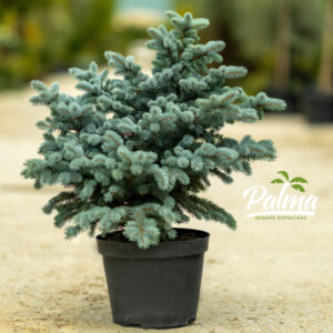 Picea Pungens Glauca Globosa