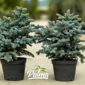 Picea Pungens Glauca Globosa