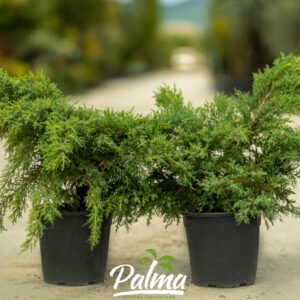 Juniperus Media Pfitzeriana Aurea