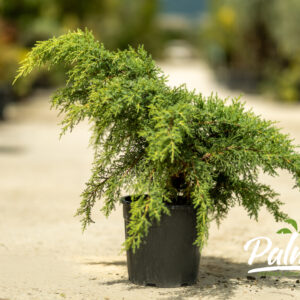 Juniperus Media Pfitzeriana Aurea