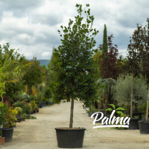 Ilex Nellie R.Stevens