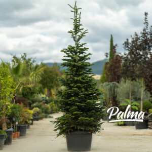 Abies Nordmandiana