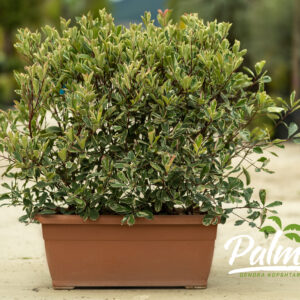 Photinia Fraseri Pink Marble