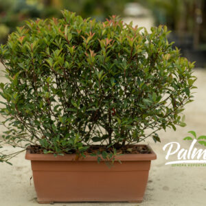 Photinia Fraseri Robusta Compacta