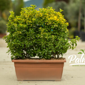 Euonymus Japonicus Aurea