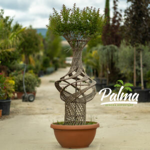 Lagerstroemia Indica