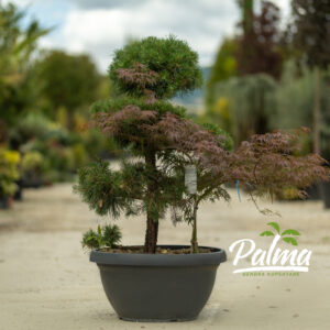 Pinus Austriaca Nigra