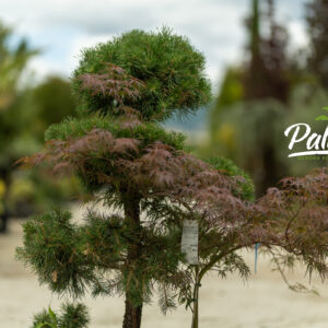 Pinus Austriaca Nigra