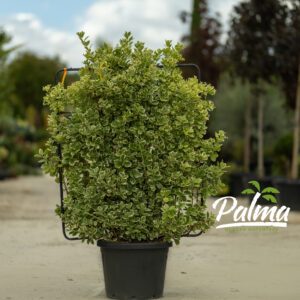 Euonymus Japonicus Bravo