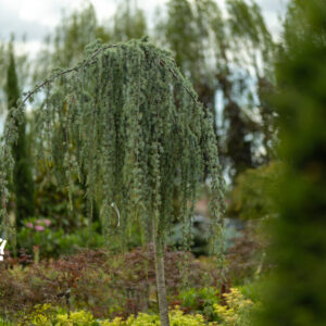 Cedrus Atlantica Glauca Pendula