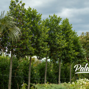 Ilex Nellie R.Stevens