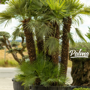 Chamaerops Humilis Cerifera