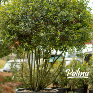 Photinia Fraseri Robusta Compacta