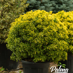 Euonymus Japonicus Aurea