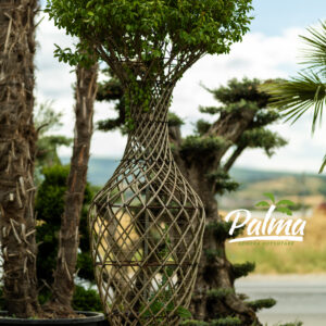 Lagerstroemia Indica