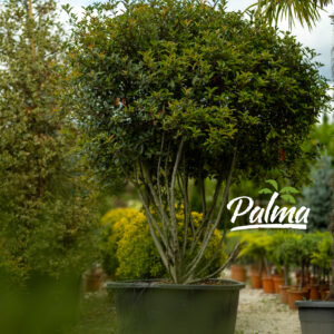 Photinia Fraseri Robusta Compacta