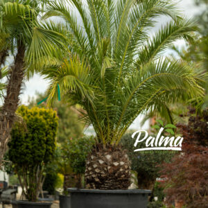 Phoenix Canariensis