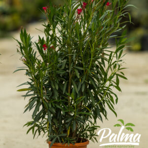 Nerium Oleander