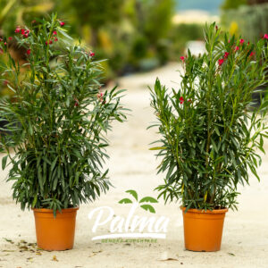 Nerium Oleander