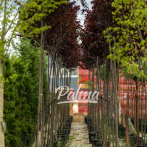 Pronus Cerasifera Pissardi