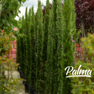 Cupressus Sempervirens Pyramidalis