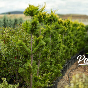 Cuprocyparis Leylandi Gold Rider