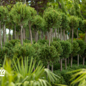 Cuprocyparis Leylandi Castlewellan Gold