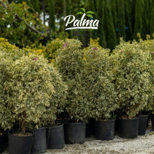 Euonymus Japonicus Bravo