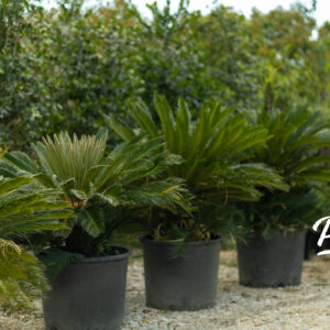 Cycas Revoluta