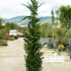 Cupressocyparis Leylandi