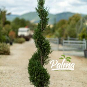 Cupressocyparis Leylandi