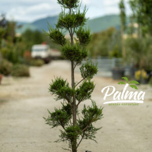 Cupressocyparis Leylandi Castlewellan Gold