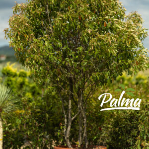 Photinia Fraseri Red Robin