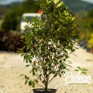 Photinia Fraseri Red Robin