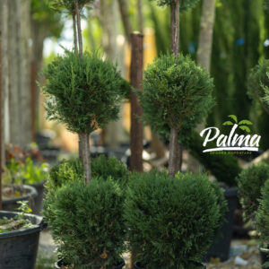 Cupressocyparis Leylandi