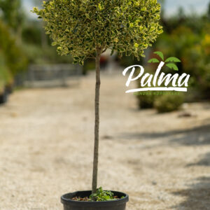 Ilex Aquifolium Varigata