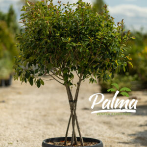 Photinia Fraseri Red Robin