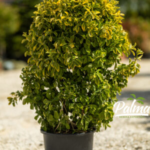 Euonymus Japonicus Aurea